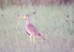 Vanellus senegallus
