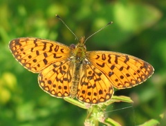 Boloria selene