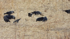 Corvus monedula