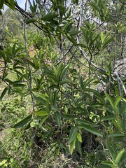 Ficus salicifolia