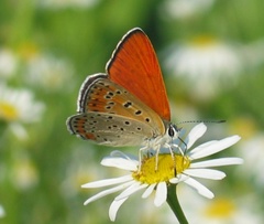 Lycaena thersamon