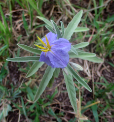 Solanum elaeagnifolium image