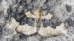 Epirrhoe galiata