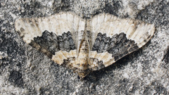 Epirrhoe galiata