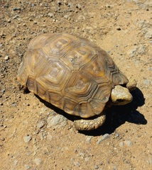 Kinixys natalensis