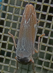 Tretogonia