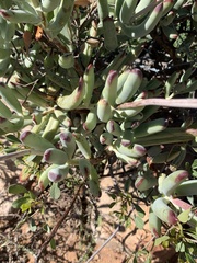 Cotyledon