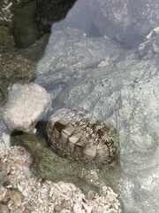 Chiton tuberculatus