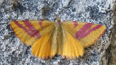 Lythria cruentaria
