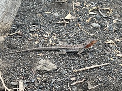 Microlophus albemarlensis