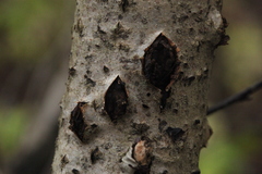 Biscogniauxia marginata