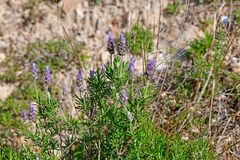 Lavandula dentata