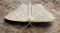Scopula corrivalaria