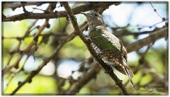 Chrysococcyx cupreus