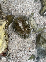 Actinostella flosculifera