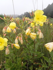 Oenothera stricta