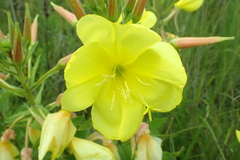 Oenothera stricta