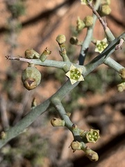 Lacomucinaea lineata