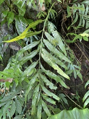 Asplenium formosae