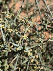 Lacomucinaea lineata