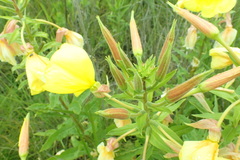 Oenothera stricta