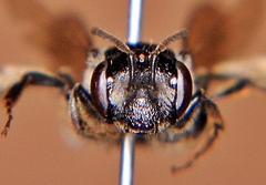 Andrena nuda