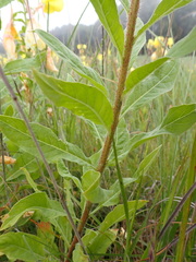 Oenothera stricta