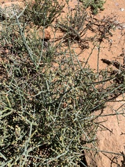 Lacomucinaea lineata