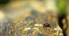 Pseudeuophrys erratica