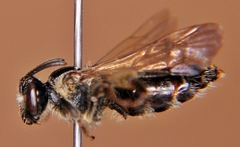 Andrena nuda
