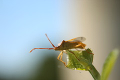 Gonocerus acuteangulatus