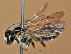 Andrena nuda
