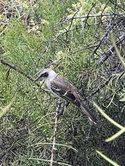 Mimus parvulus parvulus