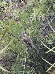 Mimus parvulus parvulus