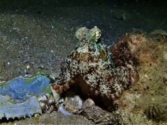 Octopus djinda
