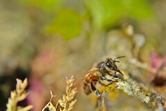 Apis mellifera
