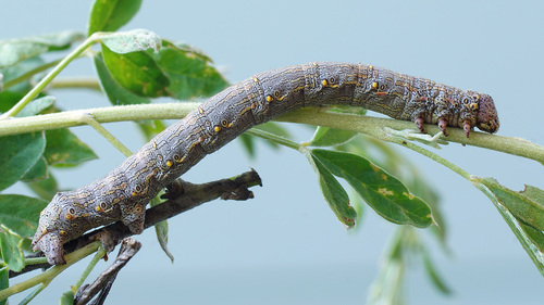 Brindled Beauty Moth