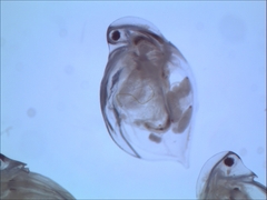 Daphnia