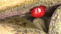 Actinia mediterranea