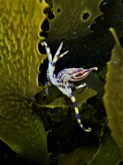 Hapalochlaena maculosa