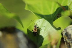 Beosus maritimus