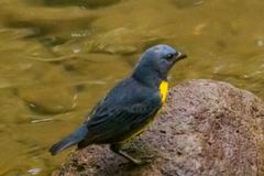 Blue-And-Gold Tanager photo 4