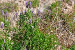 Lavandula dentata