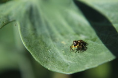 Heliophanus tribulosus