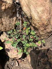 Indigofera adenoides