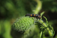 Coccinella septempunctata