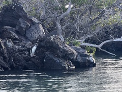 Spheniscus mendiculus