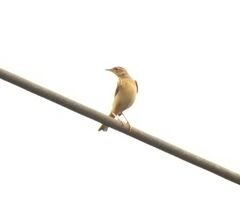 Anthus godlewskii