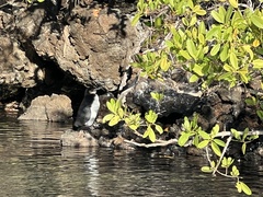 Spheniscus mendiculus