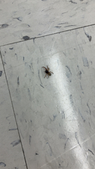 Trachelidae